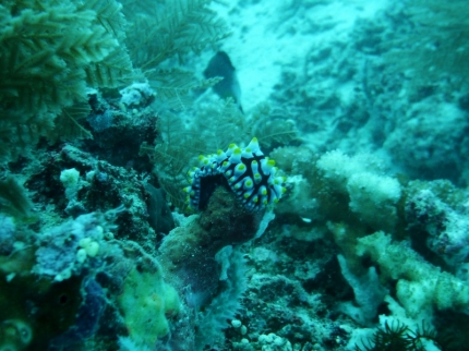 gilit (12)